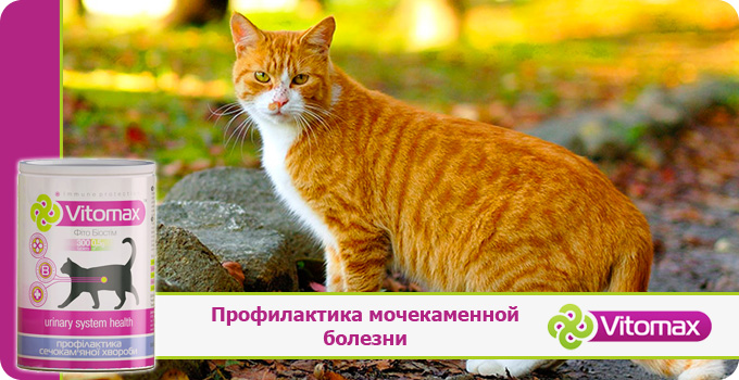 Как и чем лечить мочекаменную болезнь котов Как и чем лечить мочекаменную болезнь котов