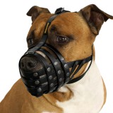 Bronzedog     ,  .  L   35 .     8 .  (, )