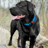 Bronzedog     Surf         .  S   25-33 .  1,6 . (. 50/6132/) -  2