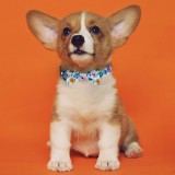 Bronzedog   Urban Folk        .  M  11 .  6 . -  3