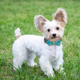 Bronzedog   Urban Folk        .  L  12,5 .  7 . -  3