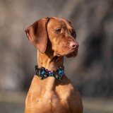 Bronzedog   Urban Folk        .  XS 
 8 . 
 4 . -  3