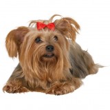 Trixie - (10 ) (2296), (1111111509) -  2