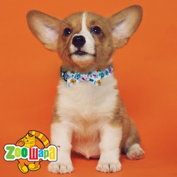 Bronzedog   Urban Folk        .  XS  8 .  4 . -  3