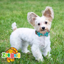 Bronzedog   Urban Folk        .  L  12,5 .  7 . -  3